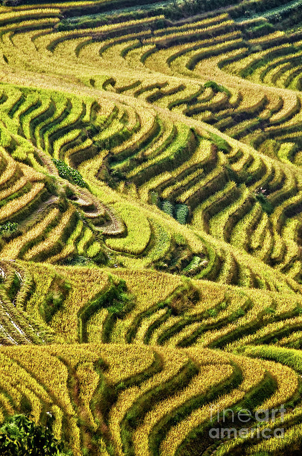 Abstract Photograph - Rice terraces in China by Delphimages Photo Creations