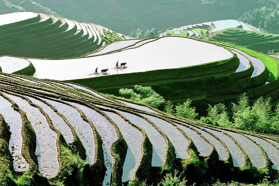 Rice Terraces Photograph by Kingwu