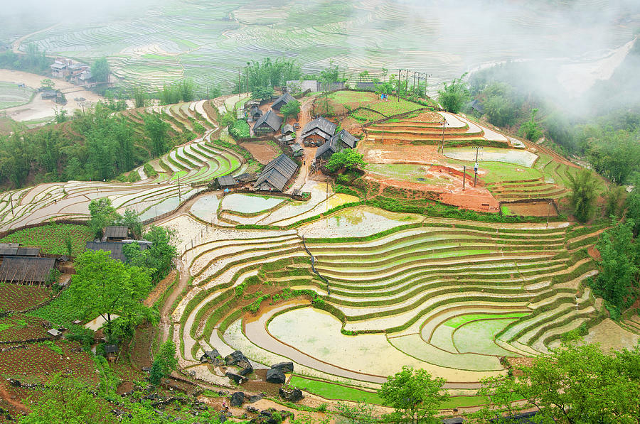 Rice Terraces Photograph by Photo By Sayid Budhi