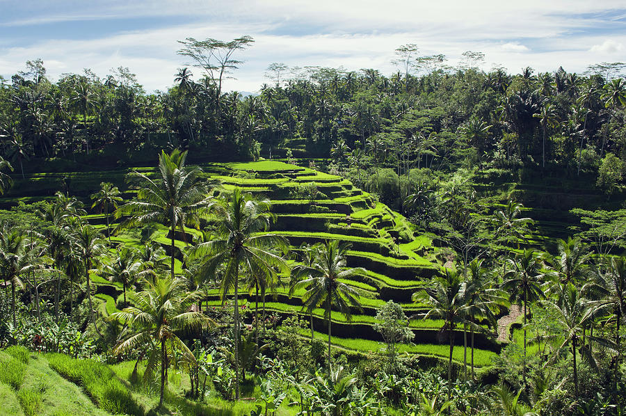 Rice Terraces With Palm Trees Photograph by Otto Stadler