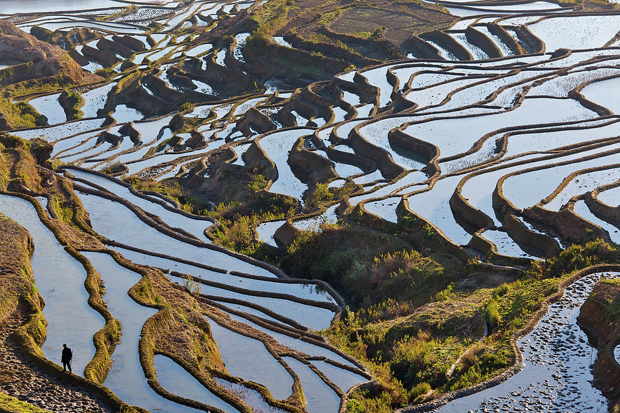Rice Terraces, Yuanyang County, Honghe Photograph by Peter Adams