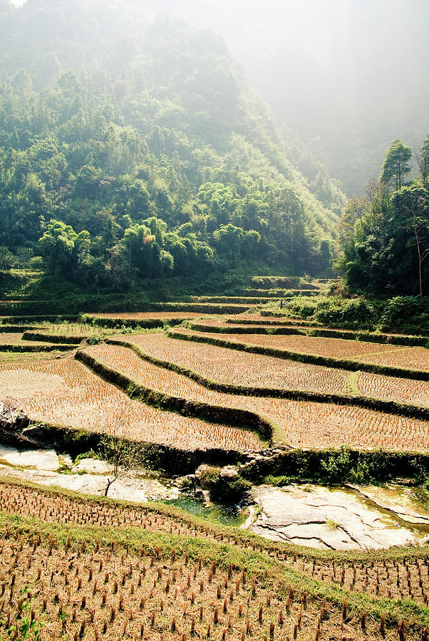 Rice Terraces Photograph by Yves Andre