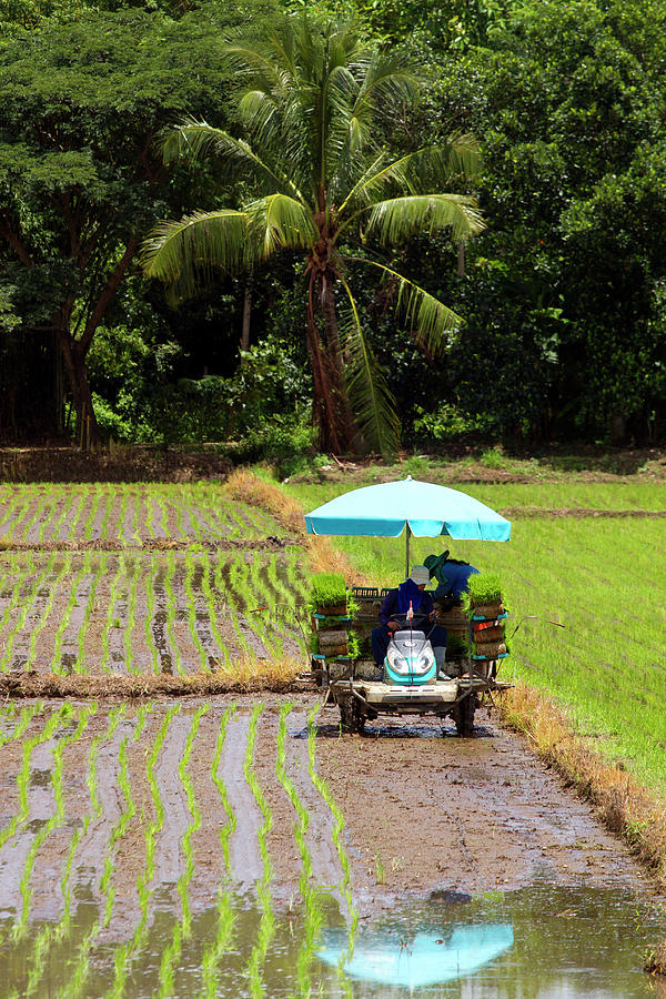 Rice Transplanting Machine Photograph by Jean-claude Soboul