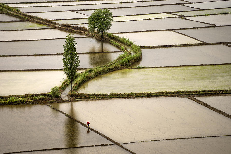 Ricefield Photograph by Fatma Demir