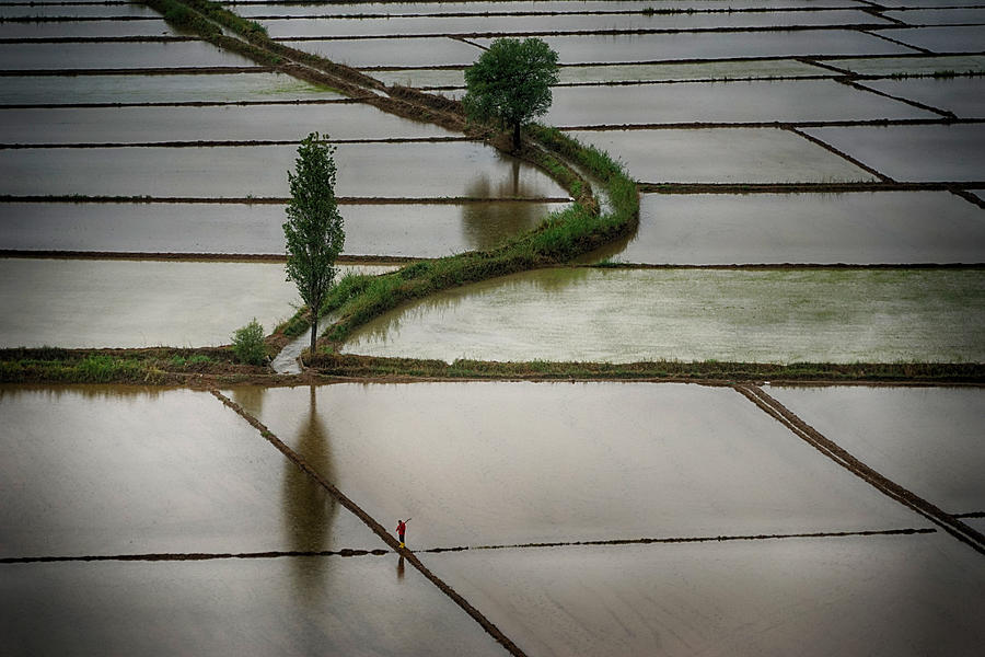 Rice Photograph - Ricefields by Nuriye Demir