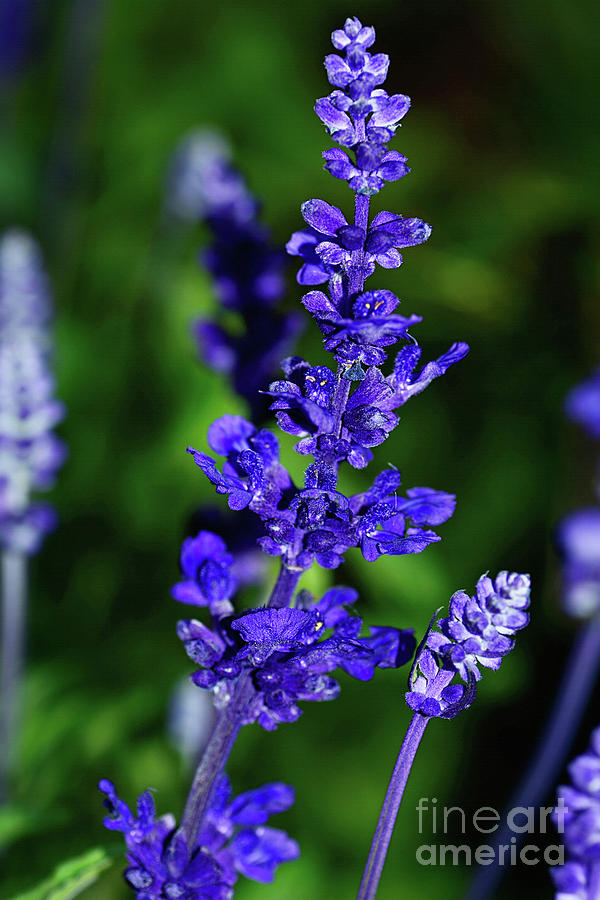 Rich Blue Lavender by Kaye Menner Photograph by Kaye Menner