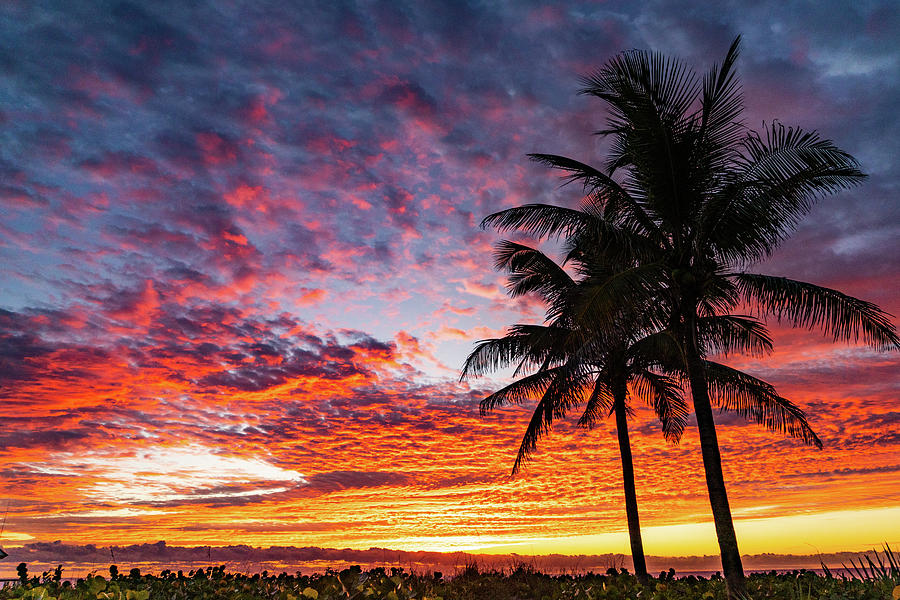 Rich Pastel Palm Sunrise Delray Beach Florida Photograph by Lawrence S Richardson Jr