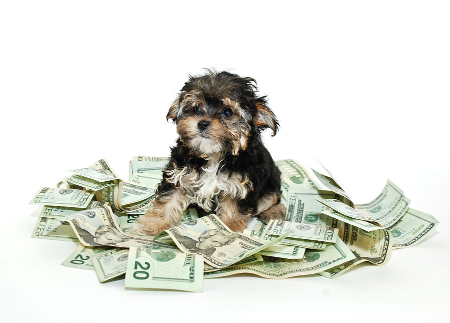 Rich Puppy Photograph by Stockimage