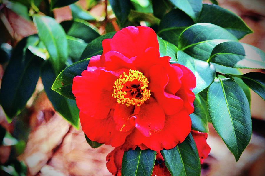 Rich Red Camellia  Photograph by Cynthia Guinn