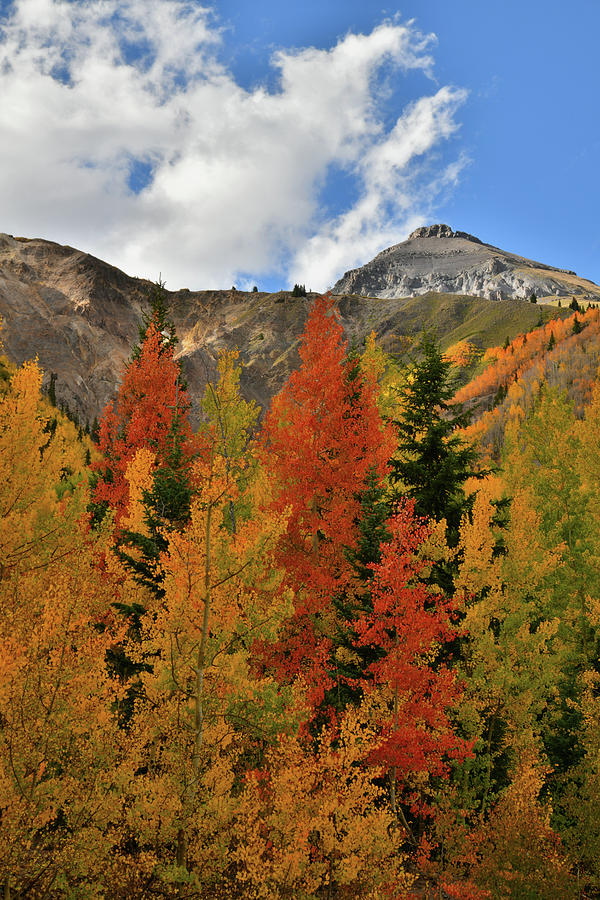 Richly Colored Aspens at Red Mountain Pass Photograph by Ray Mathis