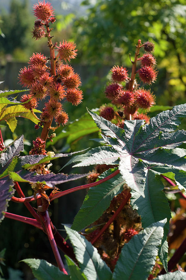 Ricinus Communis 'impala' red-leaved Castor Plant Photograph by ...