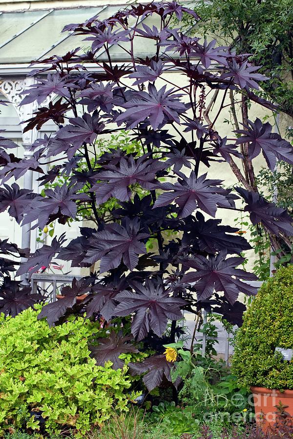 Ricinus Communis new Zealand Purple Photograph by Dr Keith Wheeler/science Photo Library