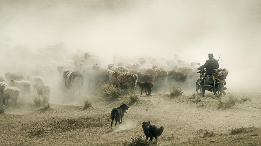 Ride A Motorcycle To Herd Sheep Photograph by Bingo Z