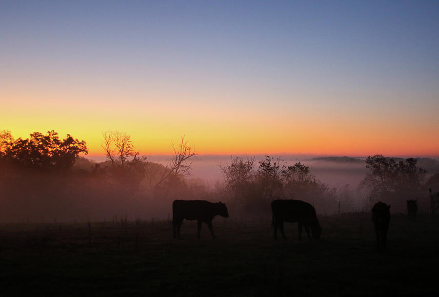 Ridge Top Cattle Sunrise Photograph by Brook Burling