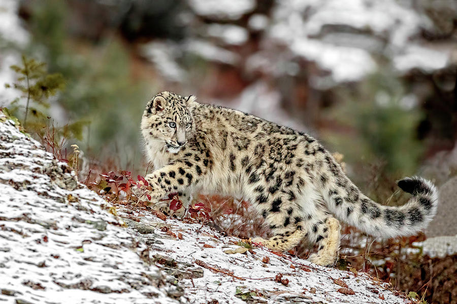 Ridgeline Snow Leopard Photograph by Wes and Dotty Weber