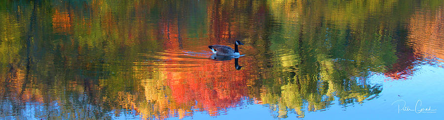 Duck Photograph - Ridgewood tranquility by Peter Grad