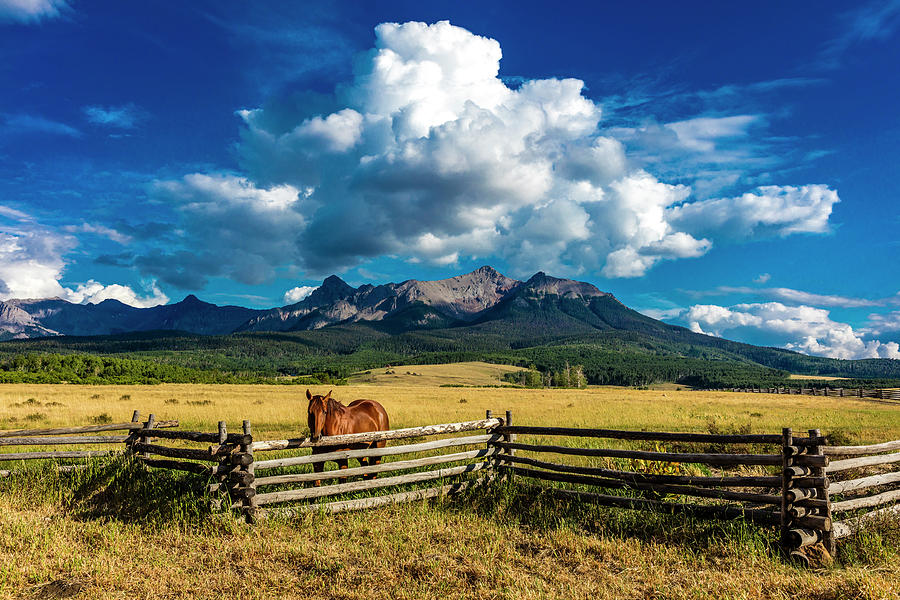 Ridgway Colorado Usa - Horse Overlooks Photograph by Panoramic Images