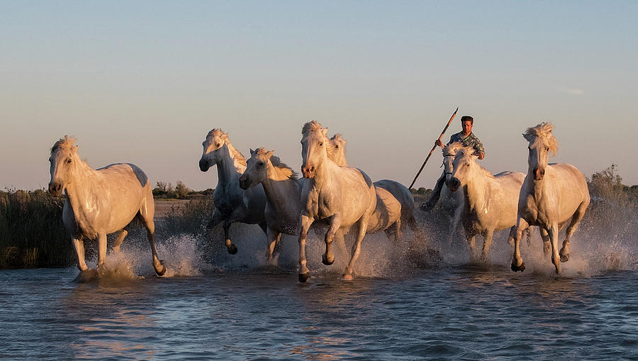 Riding Herd Photograph by Wade Aiken