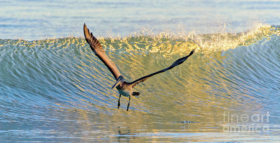 Riding the waves Photograph by DJA Images