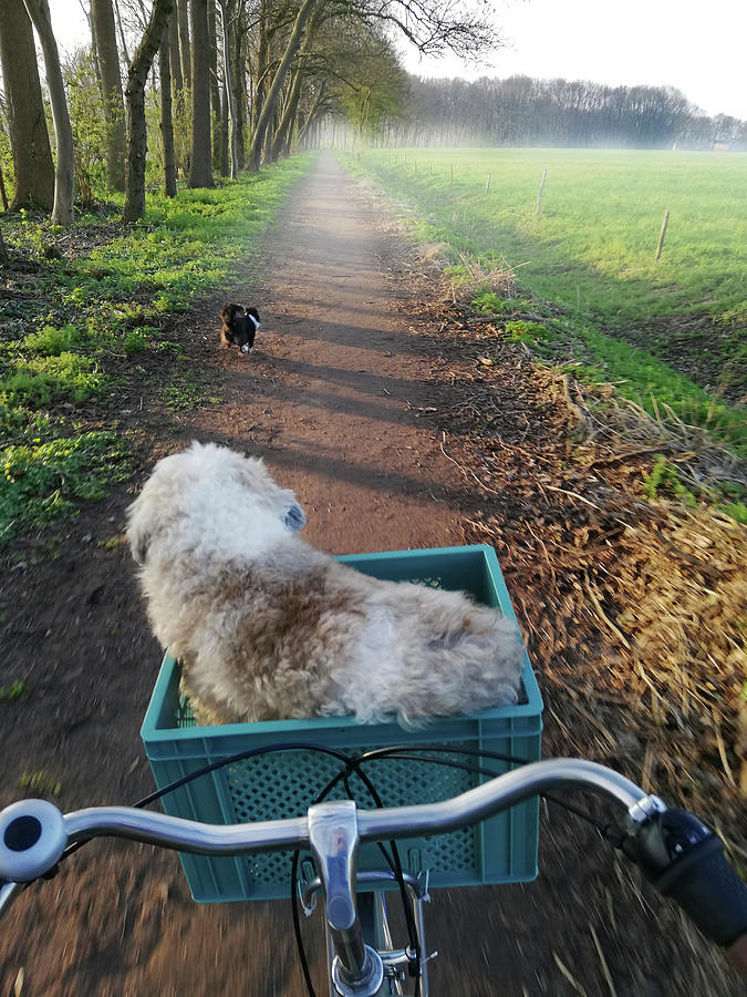Nature Photograph - Riding With My Two Best Furry Friends On A Misty Trail In Europe. by Cavan Images