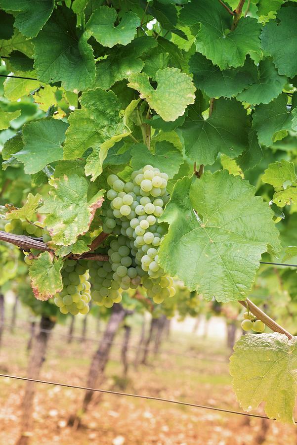 Fruit Photograph - Riesling Grapes Between Vine Leaves by Feig & Feig