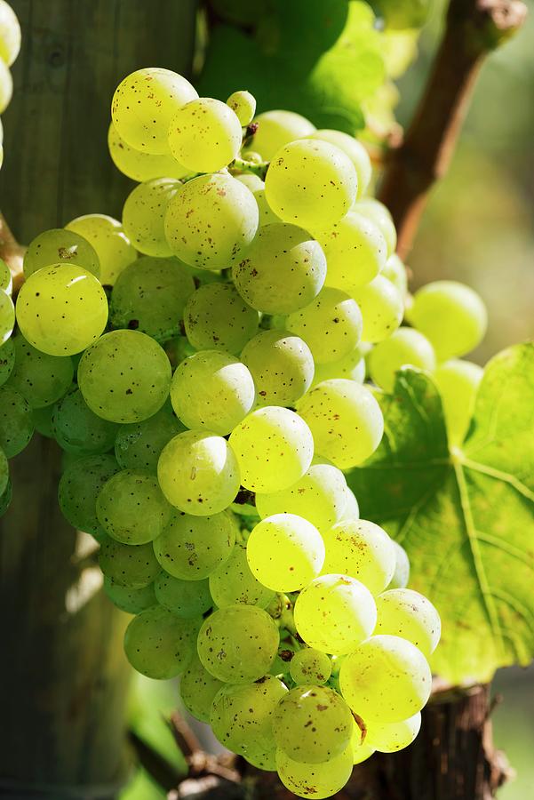 Fruit Photograph - Riesling Grapes In The Sunshine by Feig & Feig