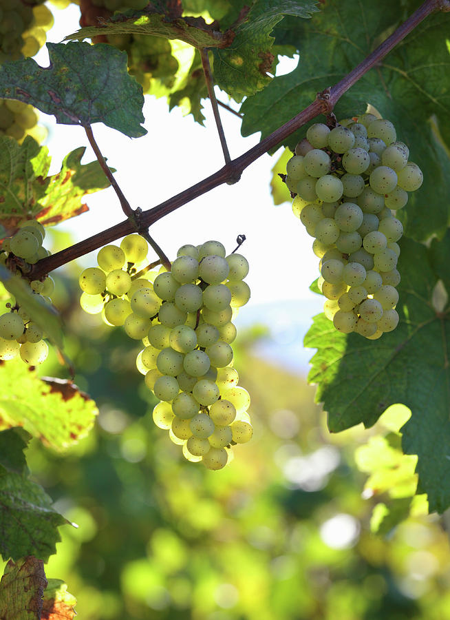 Riesling Grapes On A Vine Photograph by Peter Garten