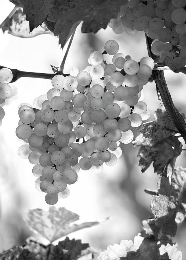 Riesling Grapes Photograph by Peter Garten