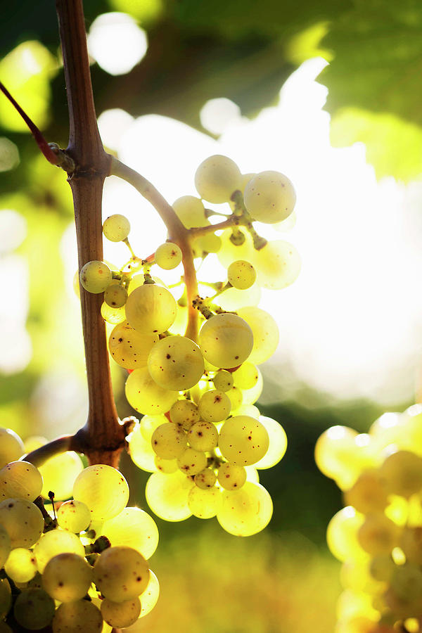 Riesling Wine Grapes In Sunlight In Deidesheim in The Palatinate Region Of Germany Photograph by Jalag / Markus Bassler