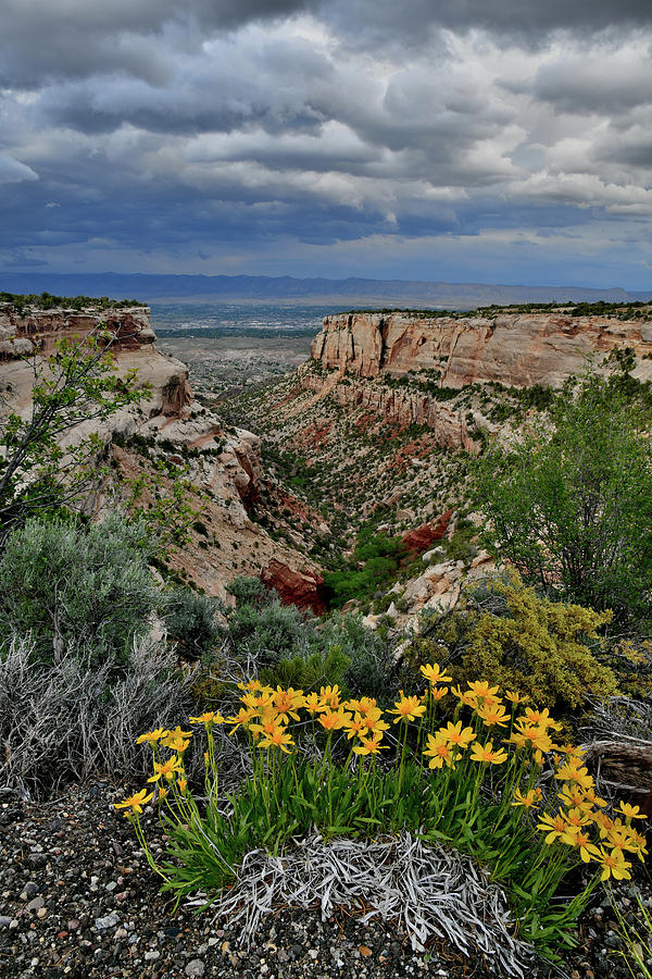 Rim Rock Drive Wildflowers Photograph by Ray Mathis