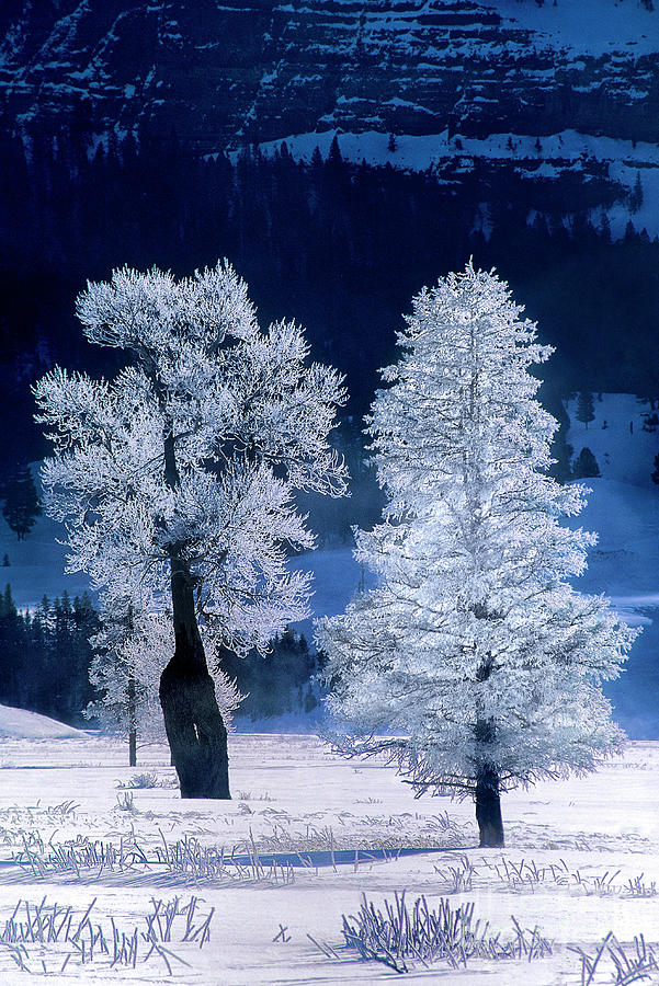 Rime Ice On Fremont Cottonwoods Winter Yellowstone National Park Wyoming Photograph by Dave Welling