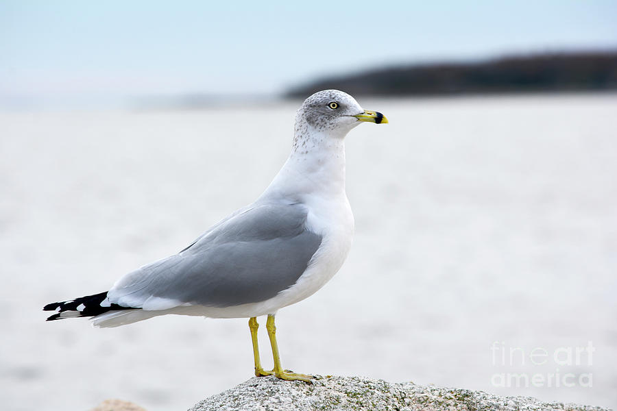 Ring-Bill Gull in Profile Photograph by Dianne Morgado