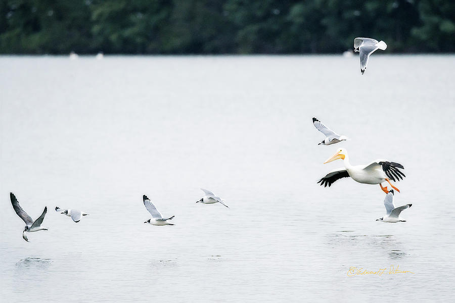 Franklin Gull Dinner Fight Photograph by Ed Peterson