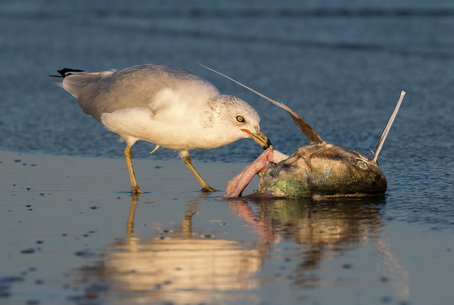 Ring-billed Gull Eating Catfish Photograph by Ivan Kuzmin - Pixels