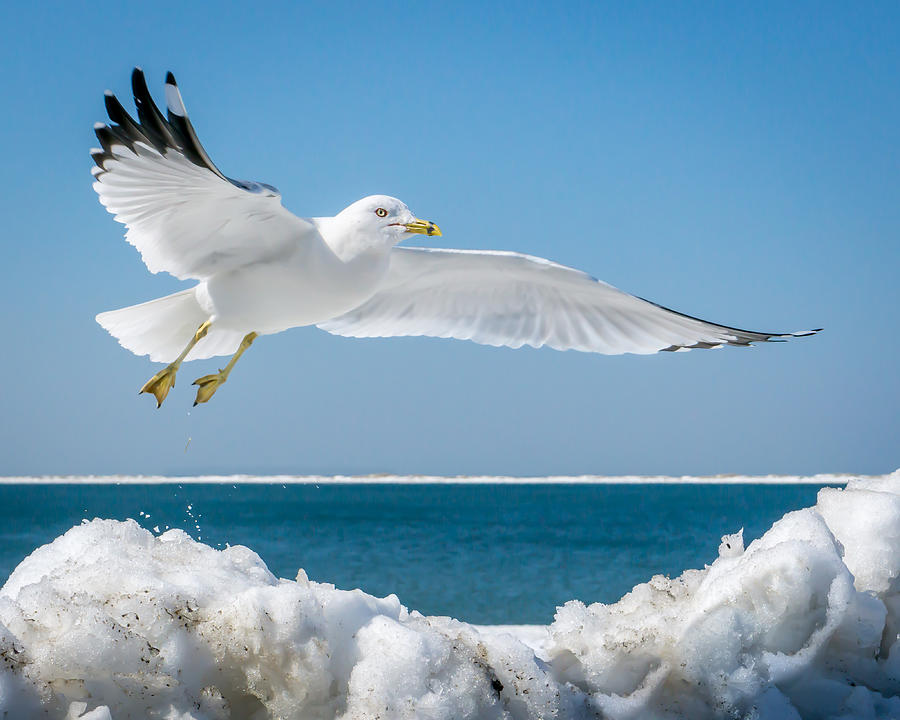 Winter Photograph - Ring-billed Gull by Ed Esposito