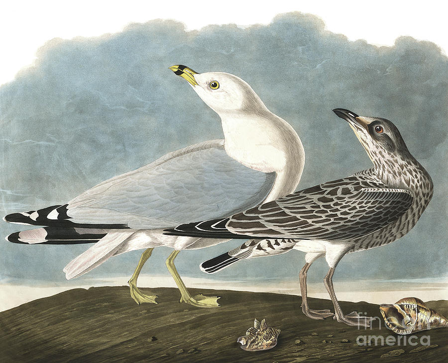John James Audubon Painting - Ring Billed Gull, Larus Delawarensis by Audubon by John James Audubon