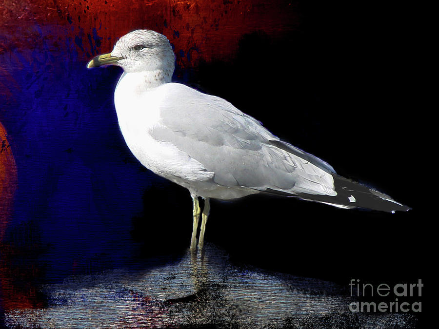 Ring Billed Gull Digital Art by Linda Cox
