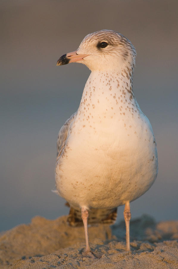 Ring-billed Gull On Beach Larus Photograph by Nhpa