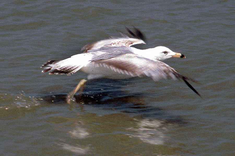 Ring Billed Gull Takeoff Photograph by Jerry Griffin