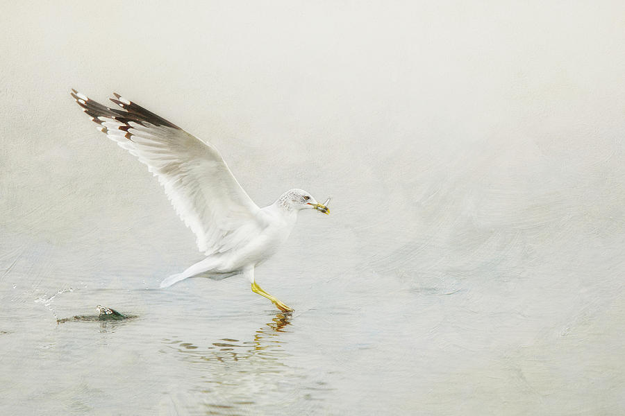 Ring-billed Gull With Fish Photograph by Susangaryphotography