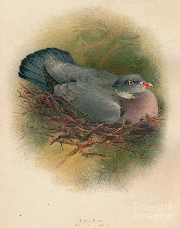 Ring Dove Columbs Palumbus, 1900, 1900 Drawing by Print Collector