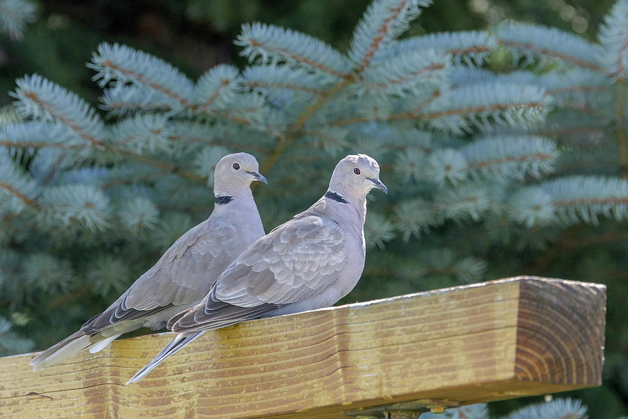 Ring Neck Doves Photograph by Ronnie And Frances Howard