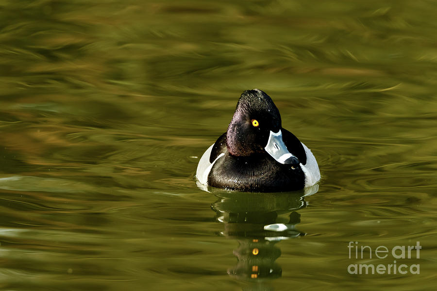 Duck Photograph - Ring-necked Duck by Beve Brown-Clark Photography