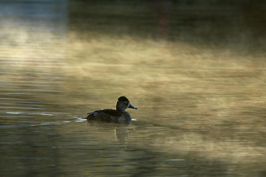Ring-necked Duck in the Mist 1507-011919 Photograph by Tam Ryan
