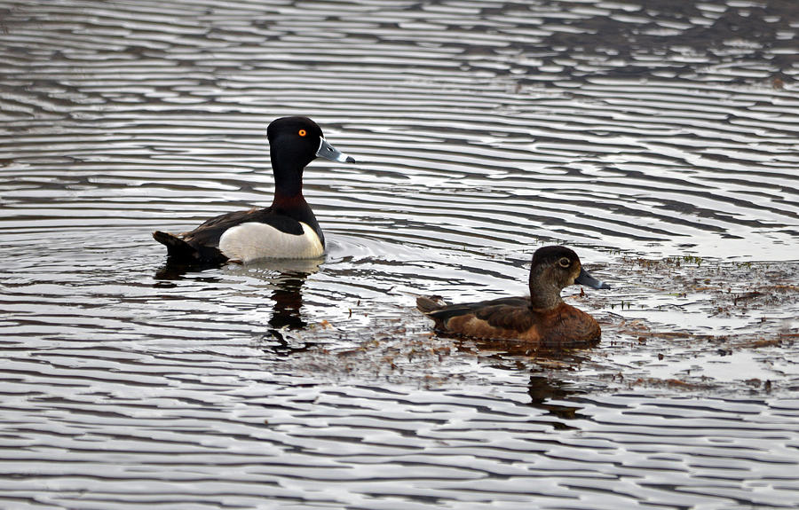 Ring Necked Duck- Pair Photograph by Whispering Peaks Photography