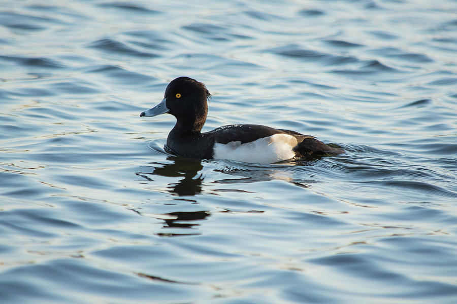 Ring Necked Duck Photograph by Scott Lyons