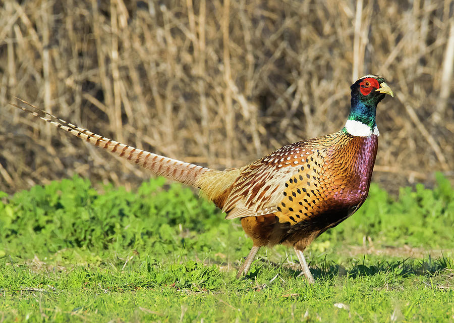 Ring-necked Pheasant - 2 Photograph