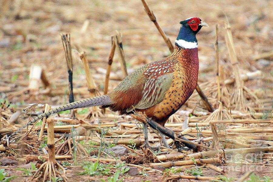 Ring Necked Pheasant Photograph by Cindy Manero