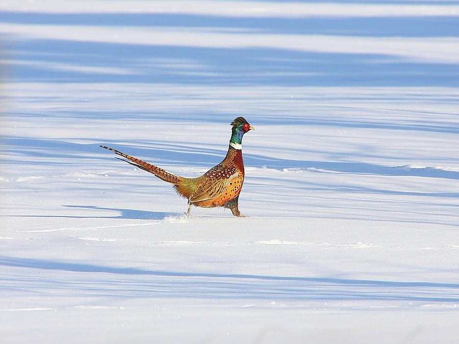 Ring-necked Pheasant Photograph by Ed Matuod