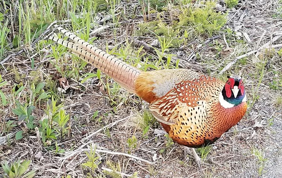 Ring-necked pheasant by Michael Graham Ring-necked pheasant by Michael Graham